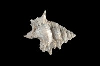 藏品(小翼法螺)的圖片